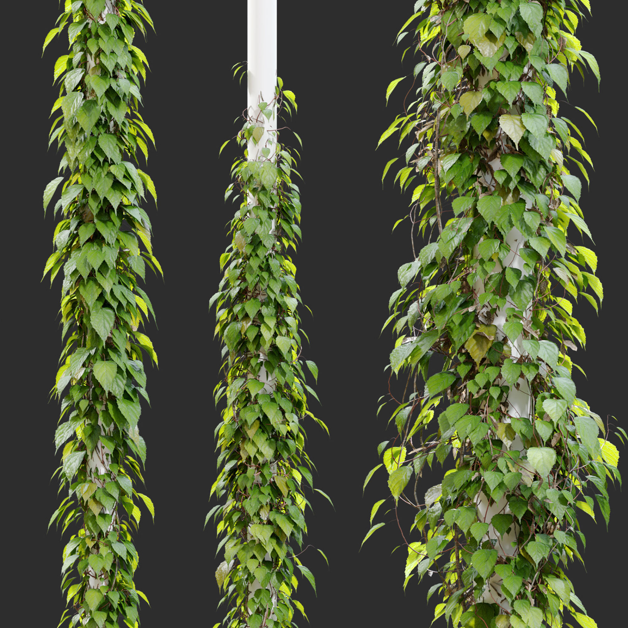 Vine plant 03 3D model_5