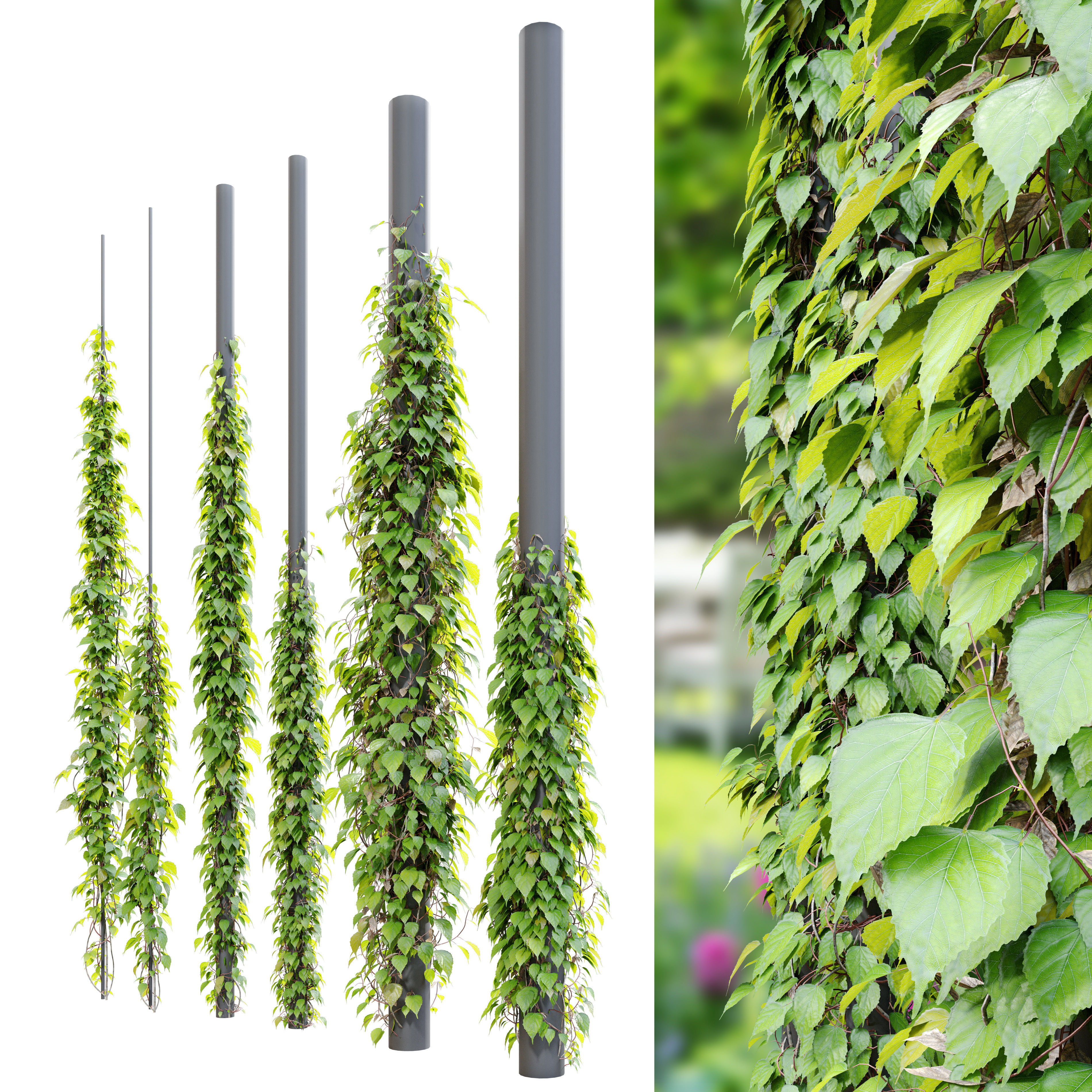 Vine plant 03 3D model_1