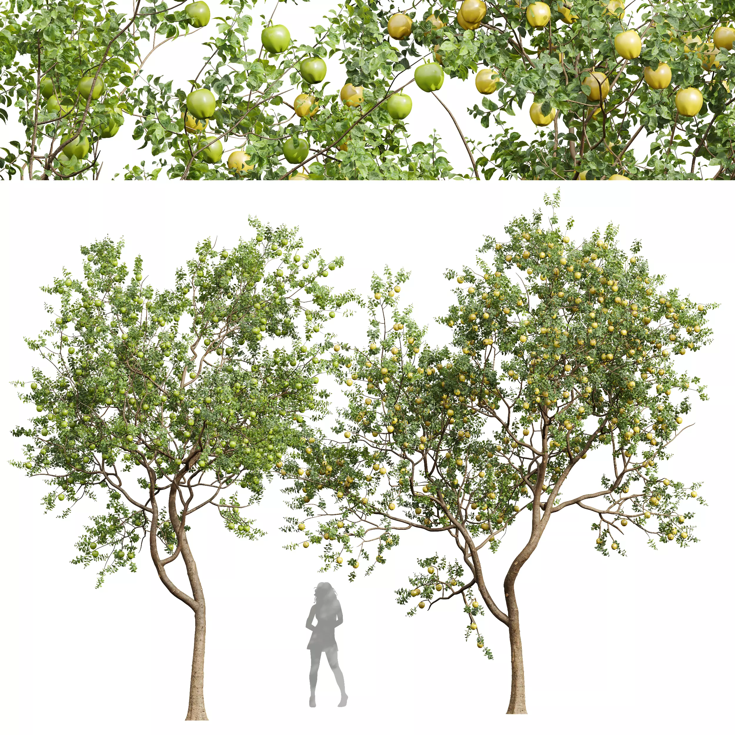New Plant High detail Malus Pumila Apple Green 3D model