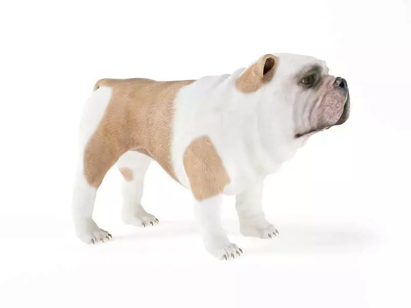 Brown White British Bulldog 3D model_0