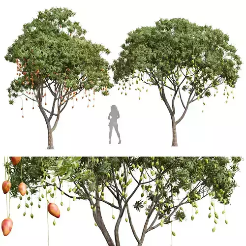 New Plant High detail Mangifera Indica Mango 3D model