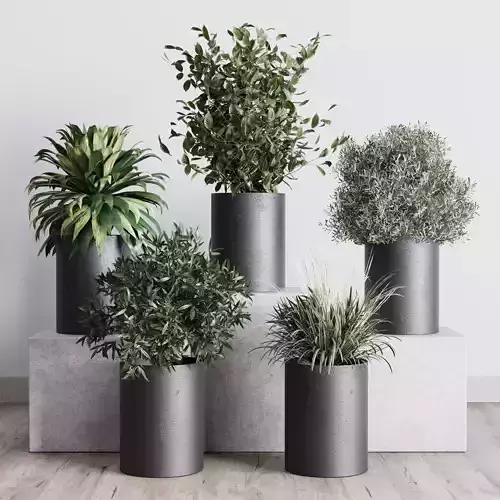 Small plants pot  indoor plant set 280