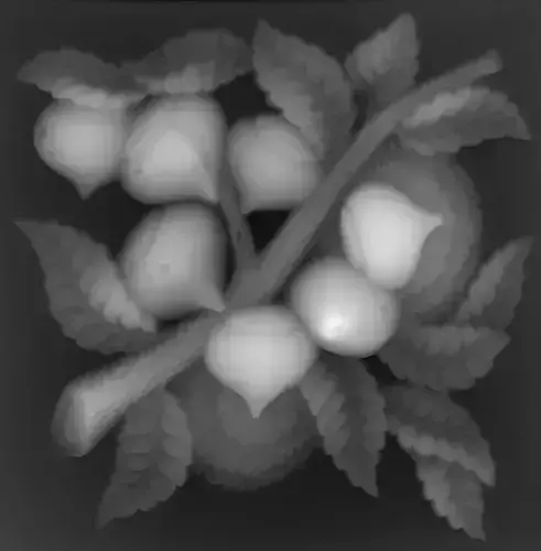 Chestnuts hazelnuts on branch