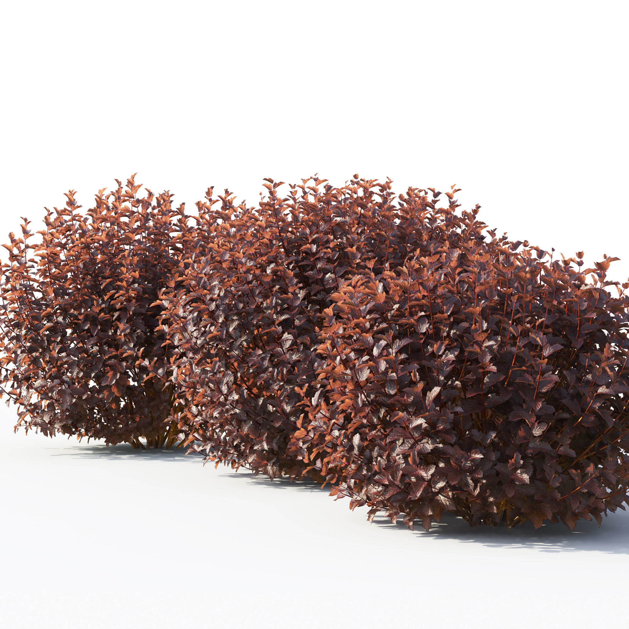Physocarpus 02 3D model_3