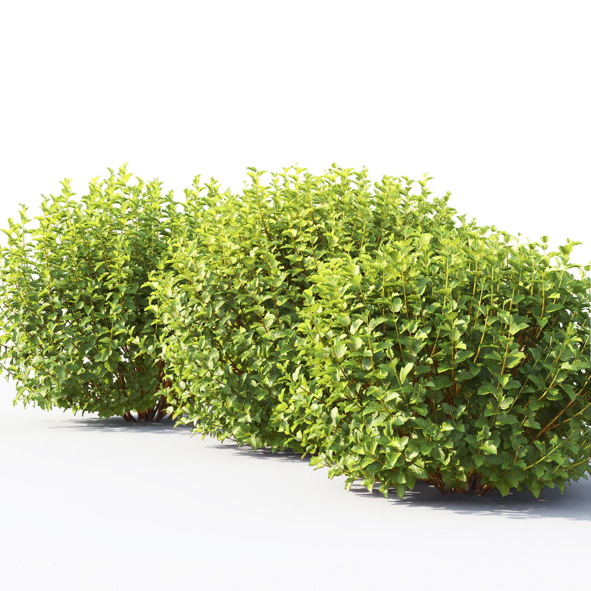 Physocarpus 02 3D model_4