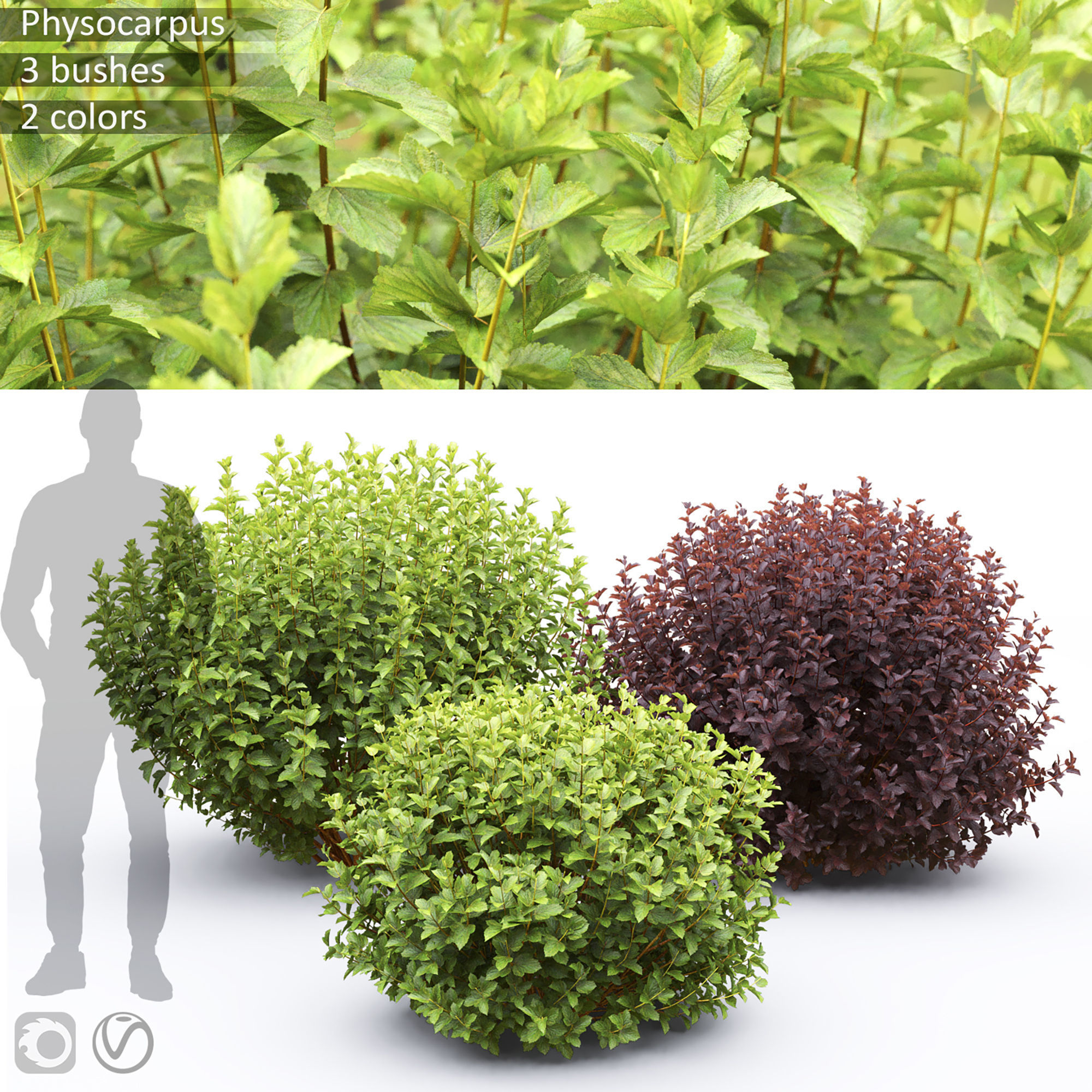 Physocarpus 02 3D model_1