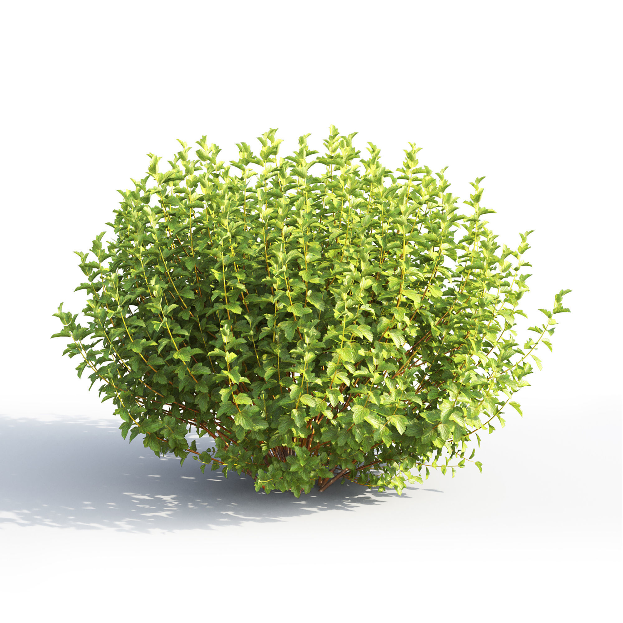 Physocarpus 02 3D model_5