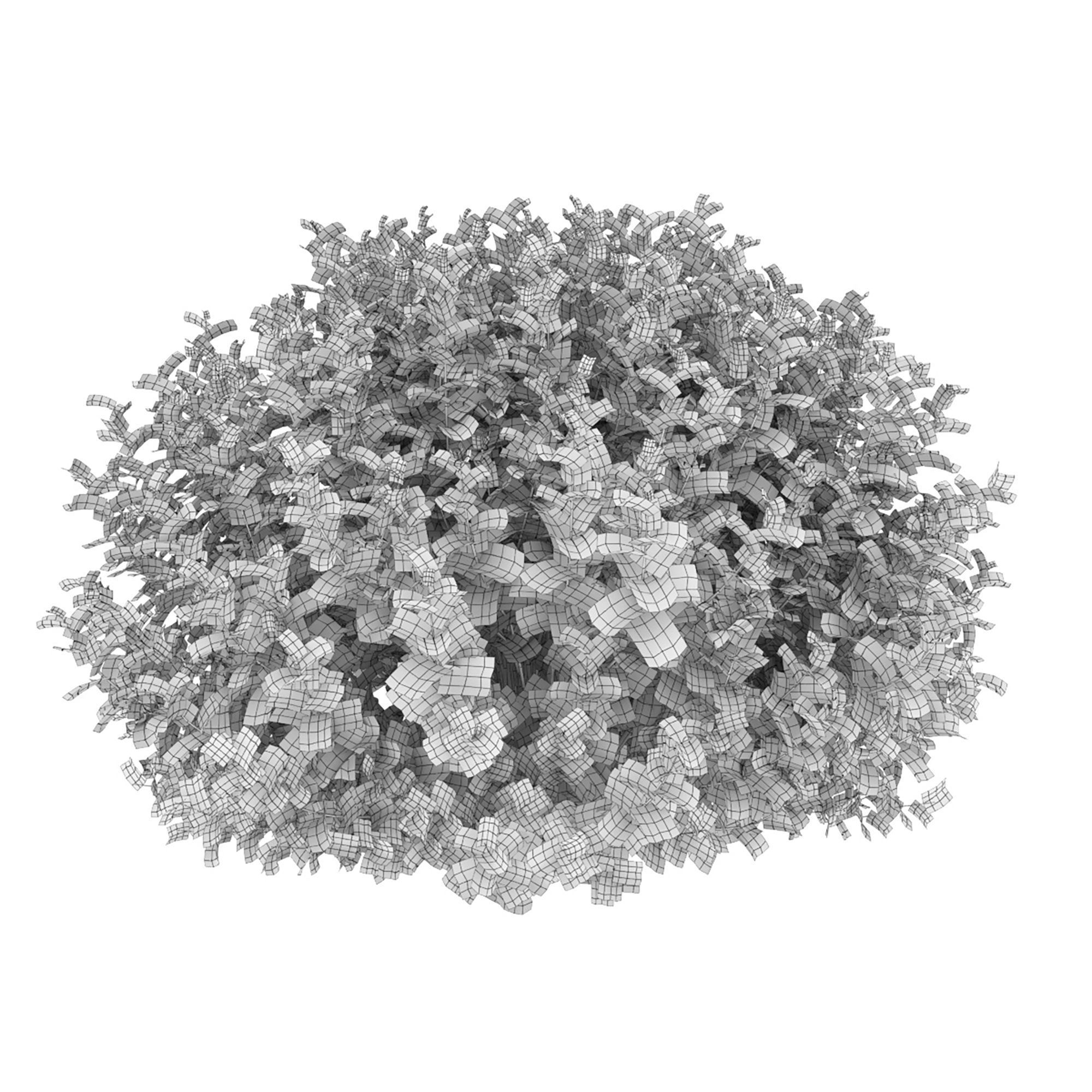 Physocarpus 02 3D model_7