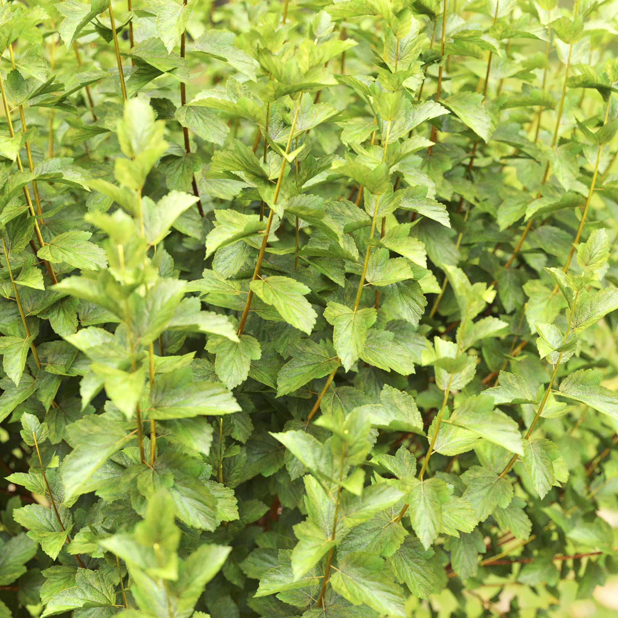 Physocarpus 02 3D model_6