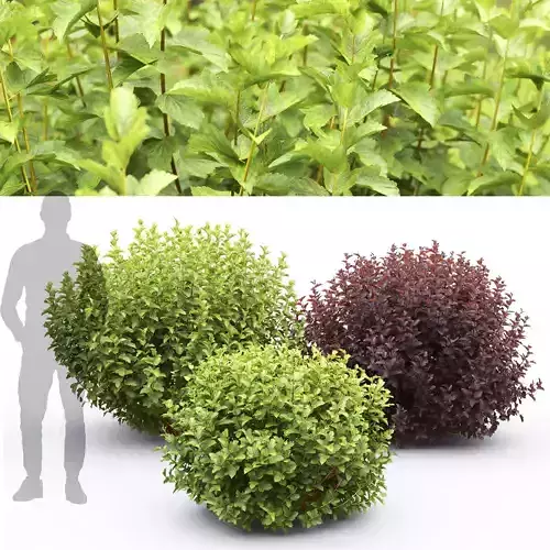 Physocarpus 02 3D model
