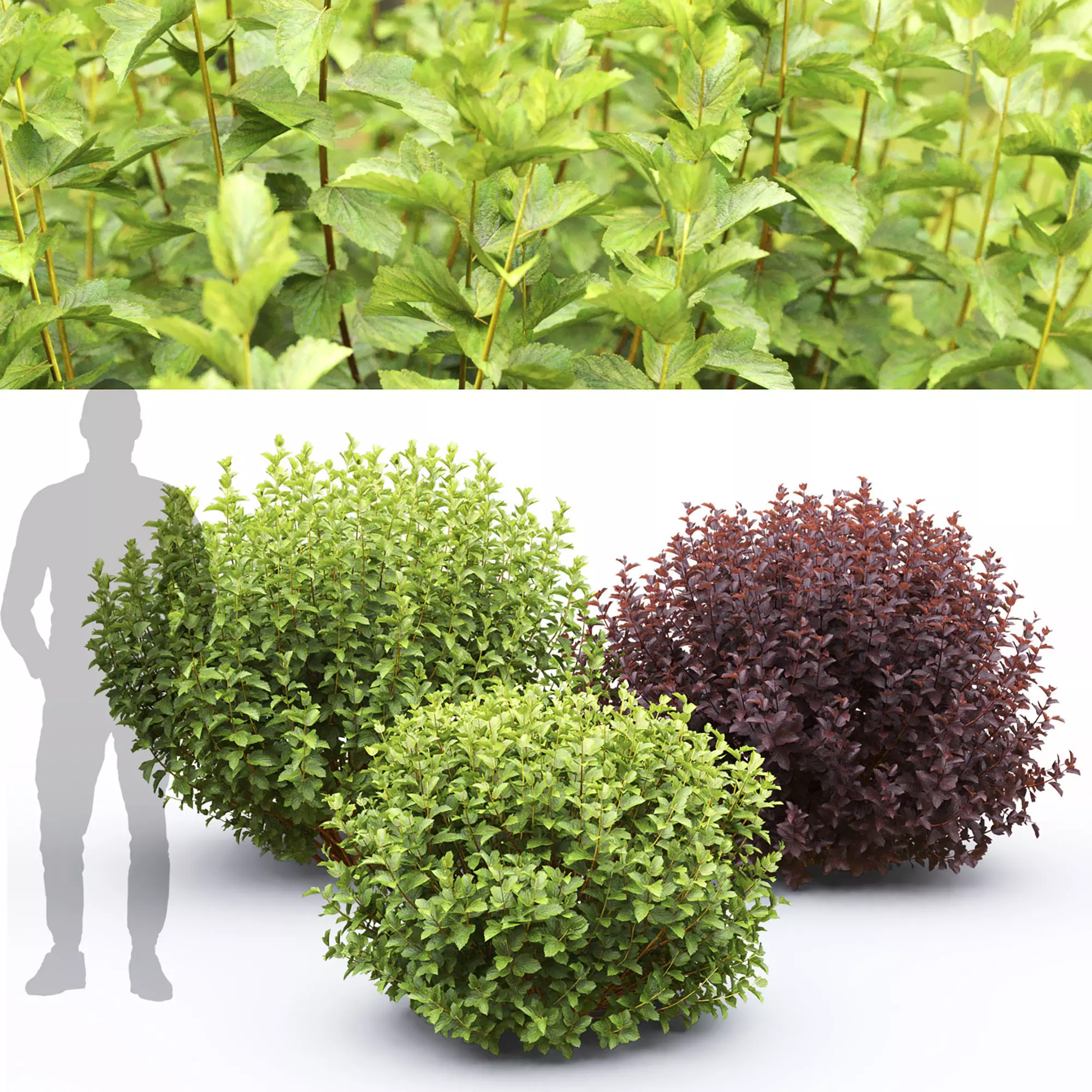 Physocarpus 02 3D model_0