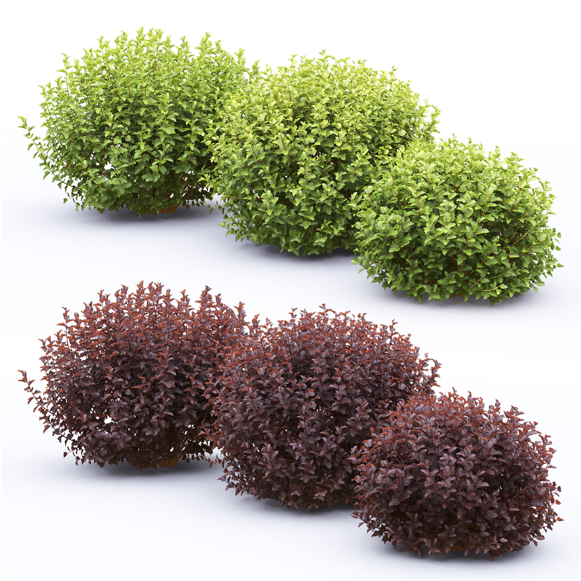 Physocarpus 02 3D model_2
