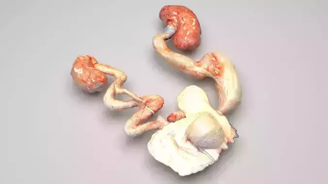 Urinary System 3D model