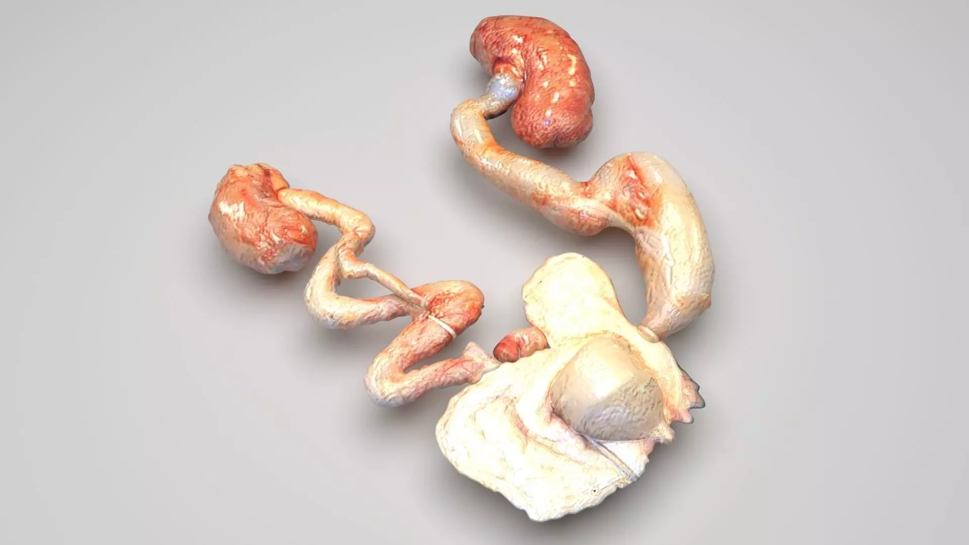 Urinary System 3D model