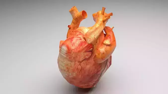 Human Heart