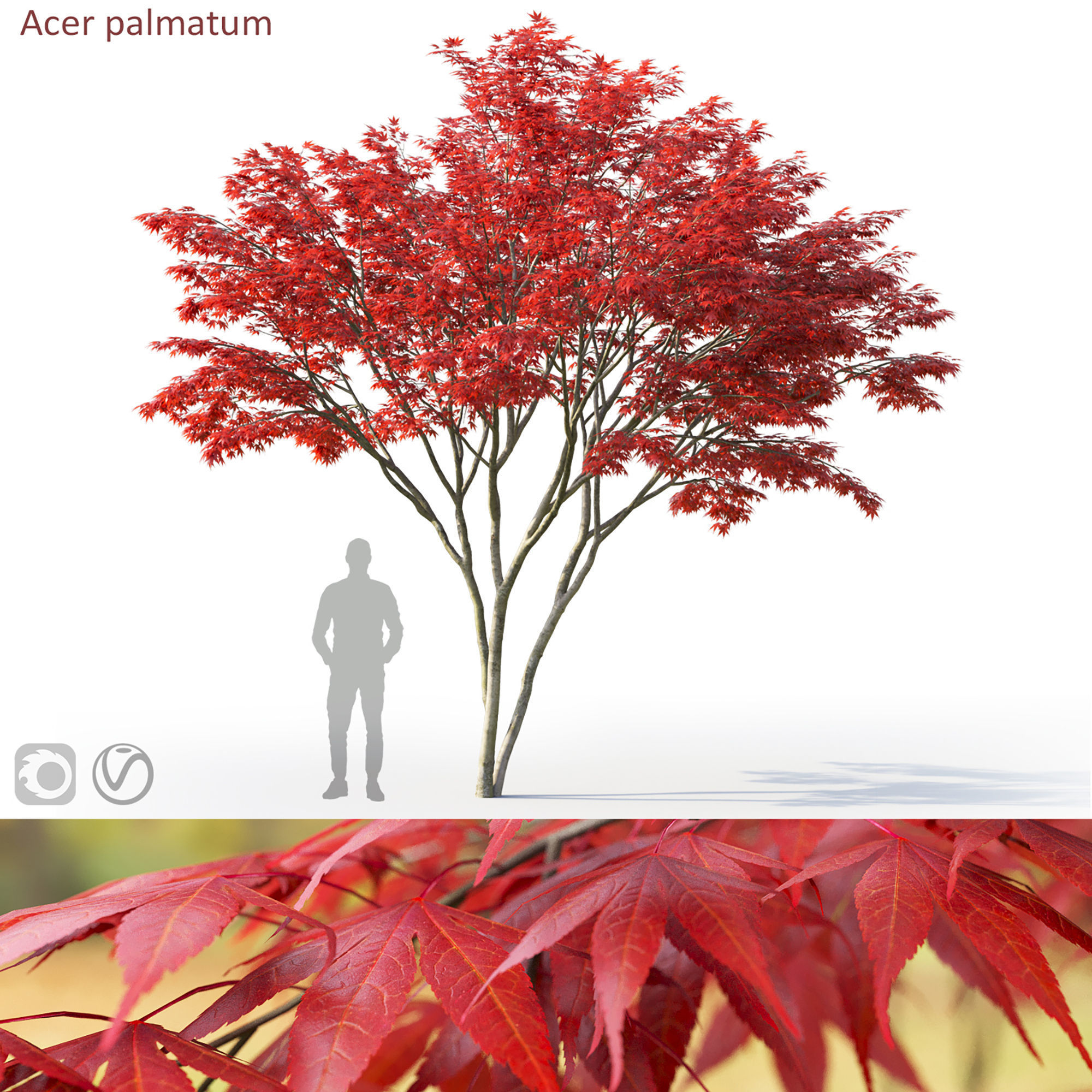 Acer palmatum 03 3D model_8