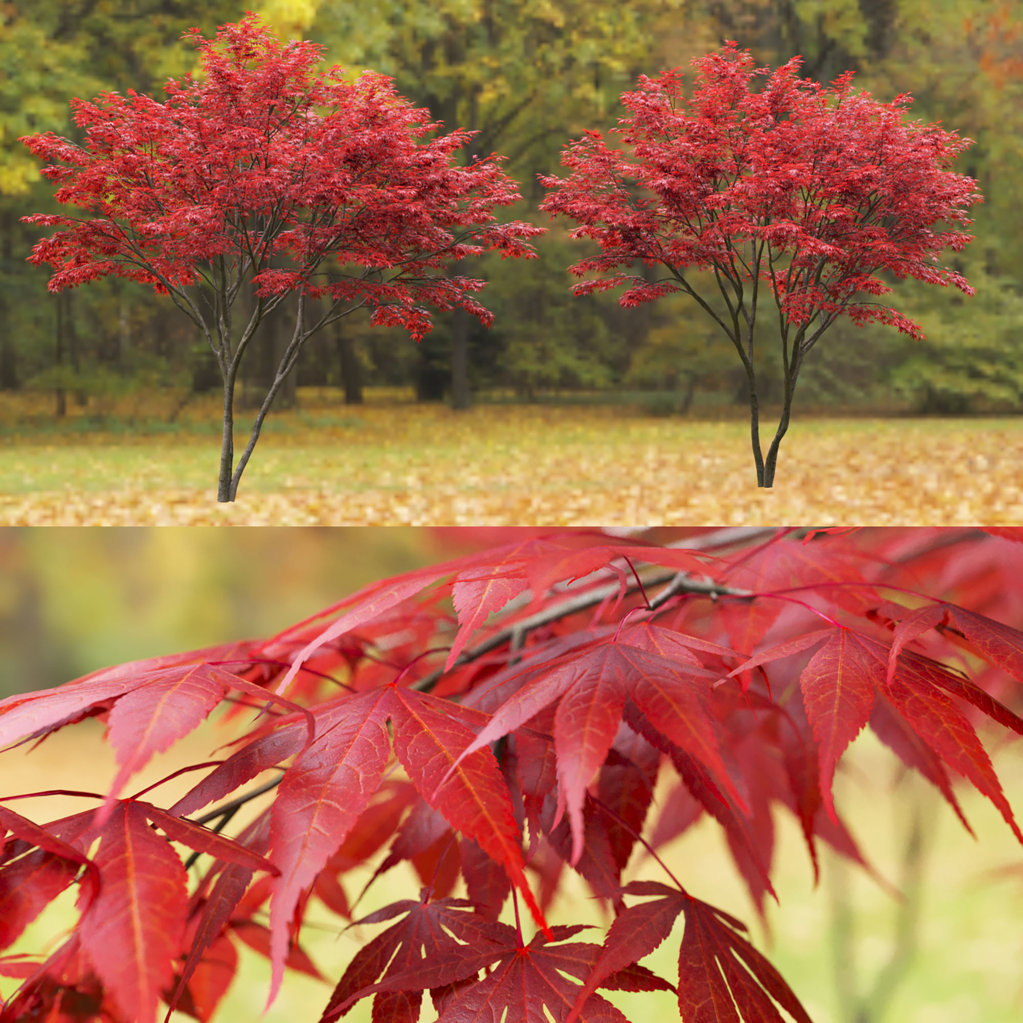 Acer palmatum 03 3D model_1