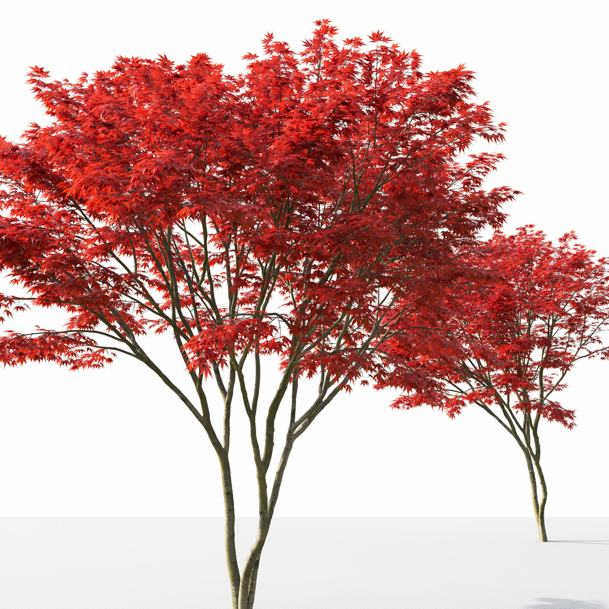 Acer palmatum 03 3D model_2