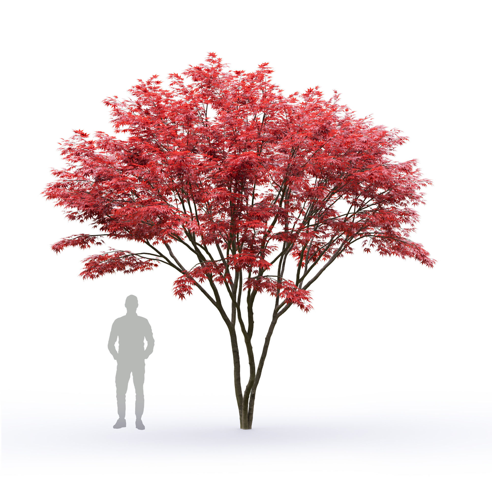 Acer palmatum 03 3D model_6