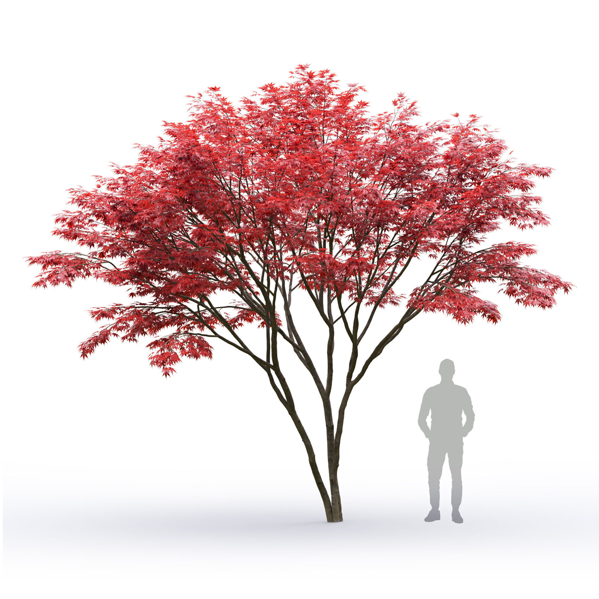 Acer palmatum 03 3D model_7