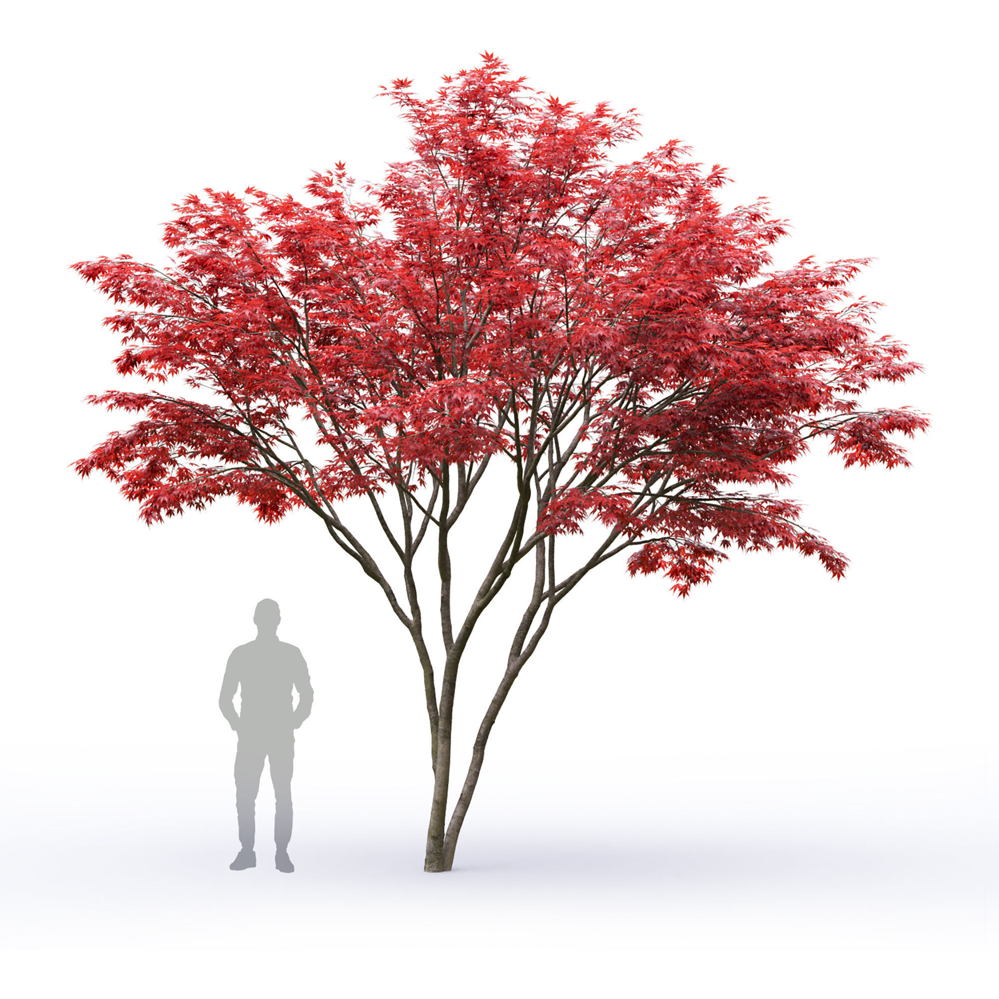 Acer palmatum 03 3D model_4