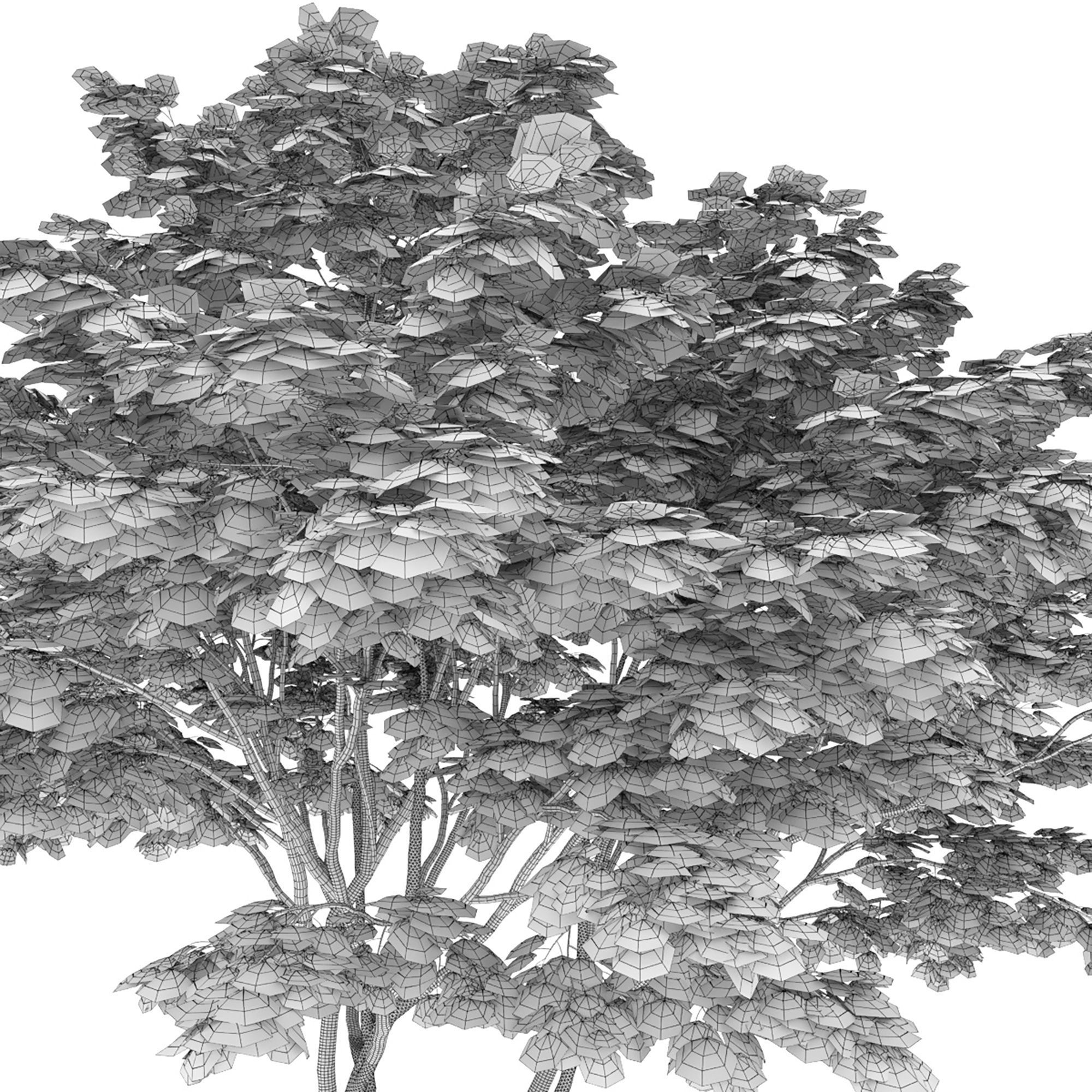 Acer palmatum 03 3D model_5