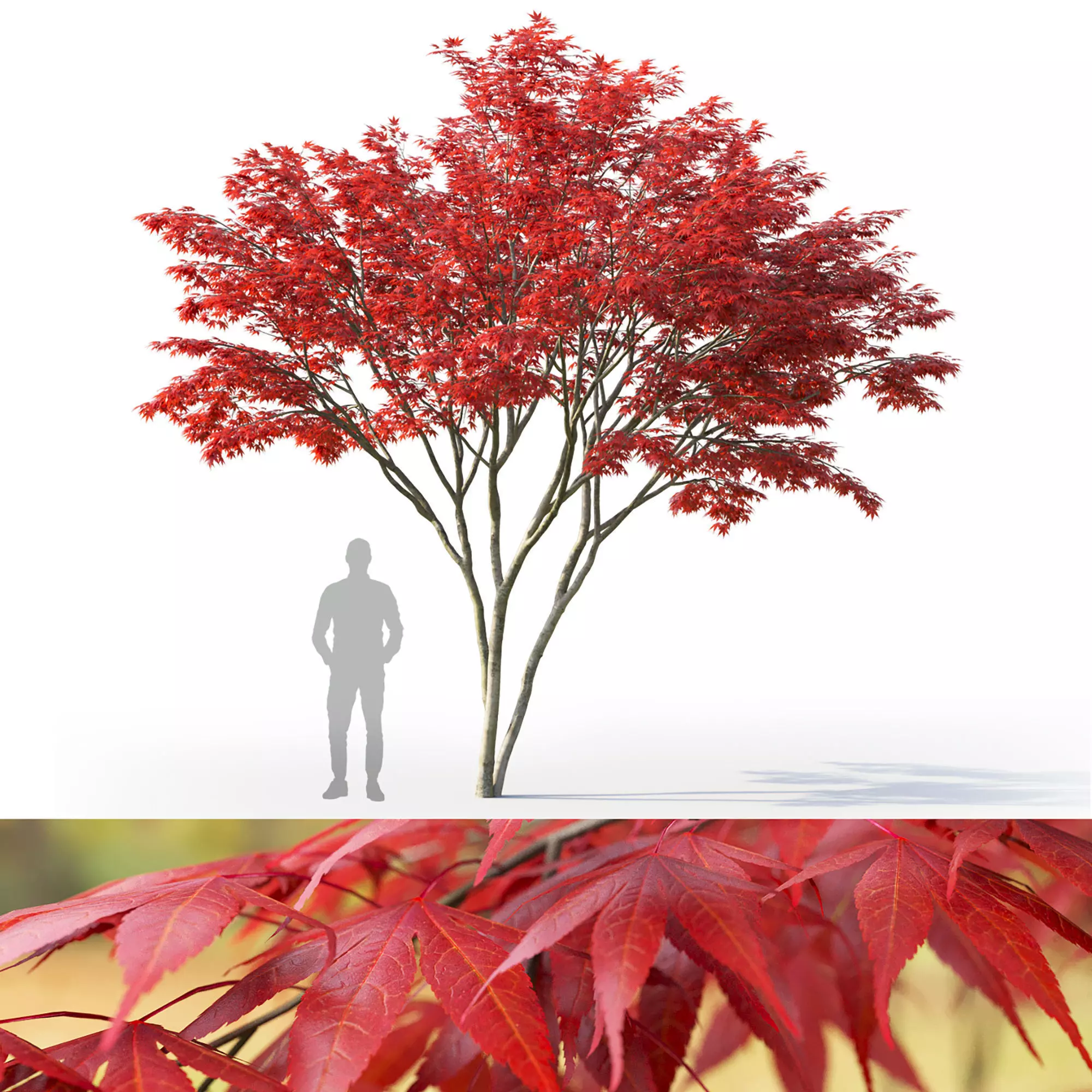 Acer palmatum 03 3D model_0