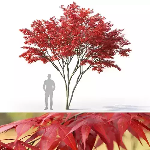 Acer palmatum 03