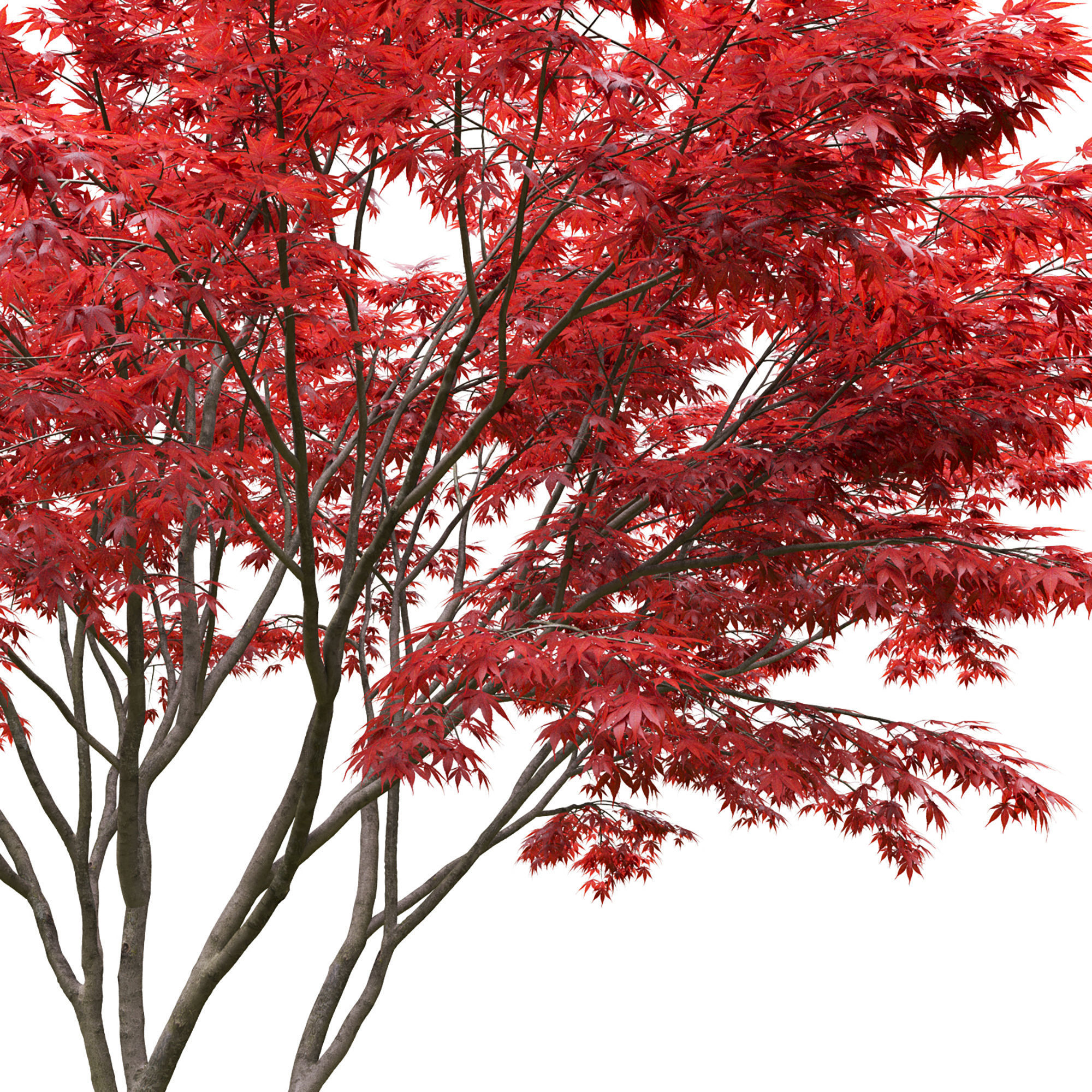 Acer palmatum 03 3D model_3