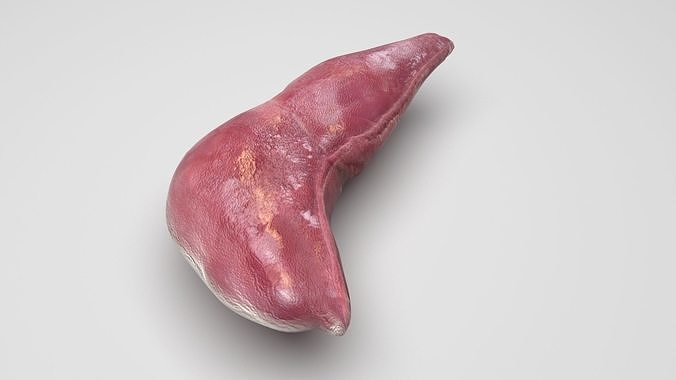 Liver 3D model