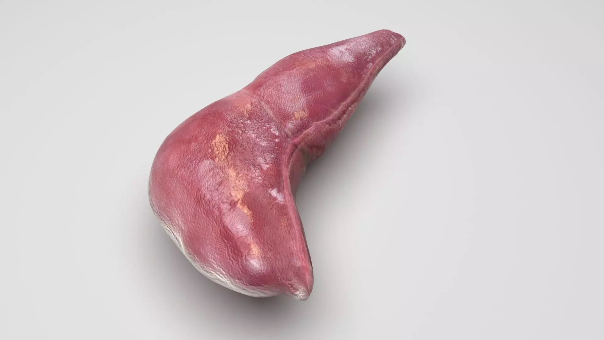 Liver 3D model