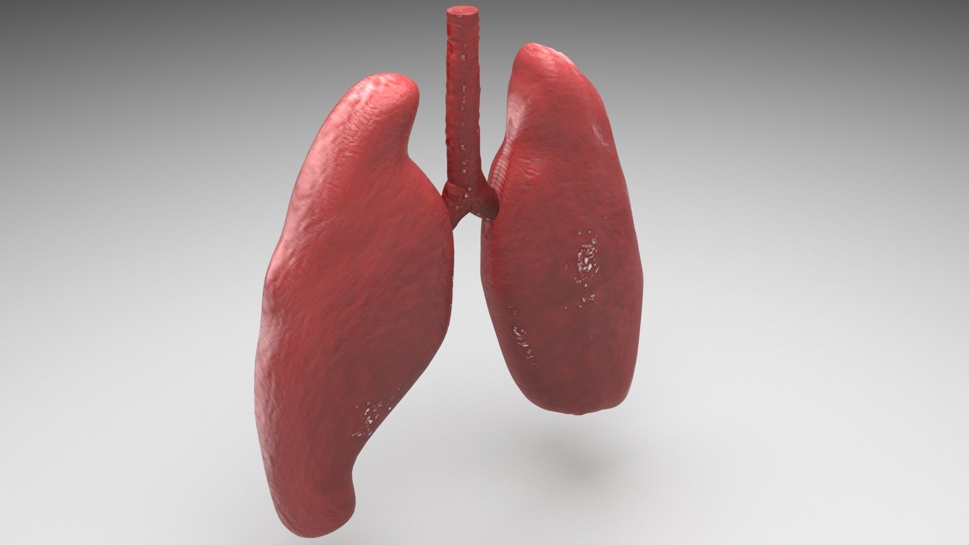 Lungs 3D model_2