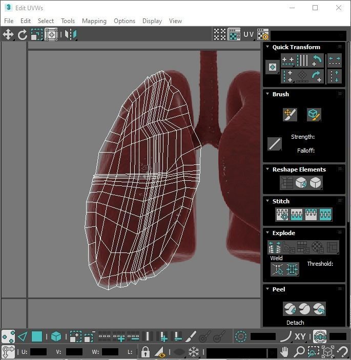 Lungs 3D model_19