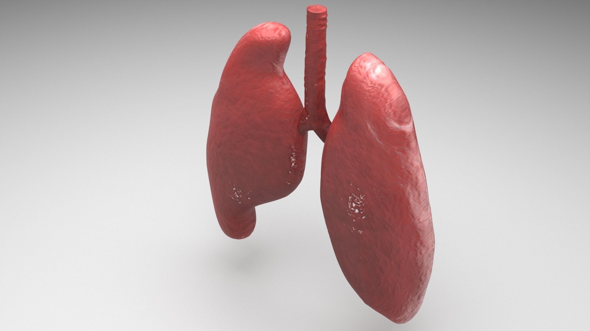 Lungs 3D model_3
