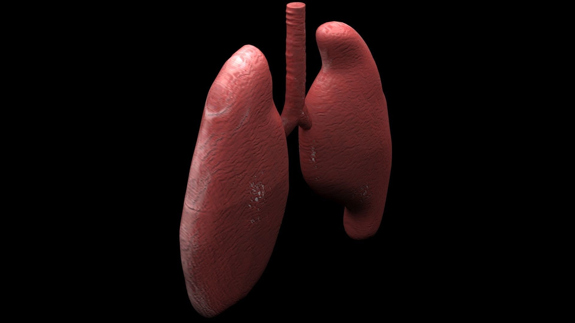Lungs 3D model_6