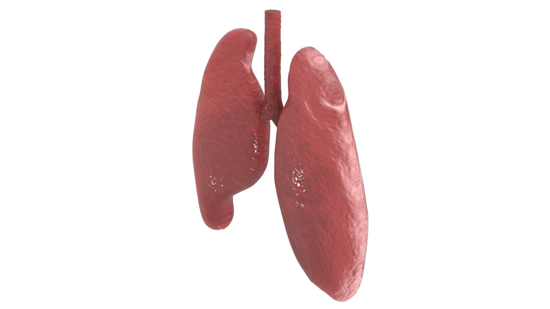Lungs 3D model_10