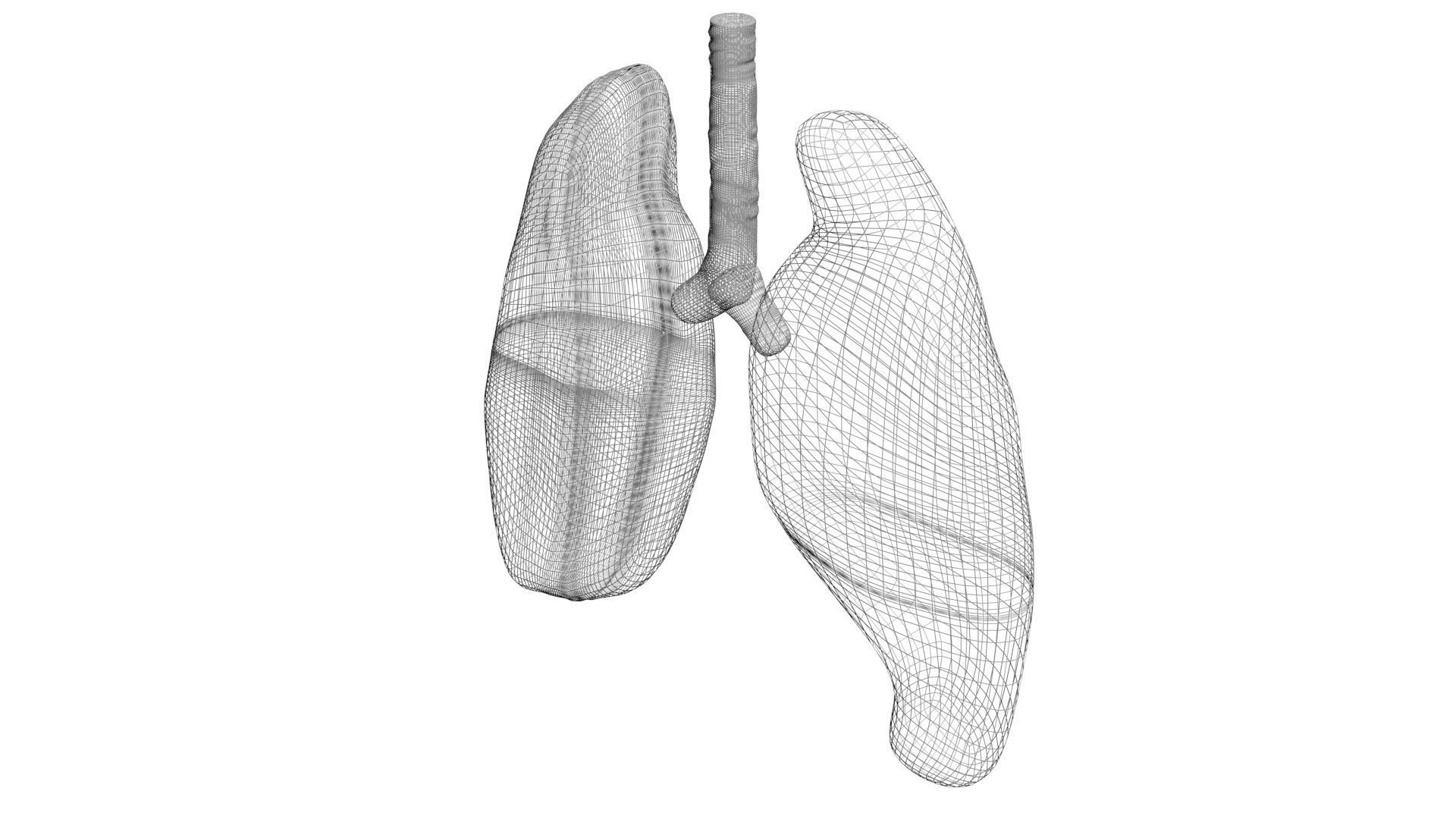 Lungs 3D model_13
