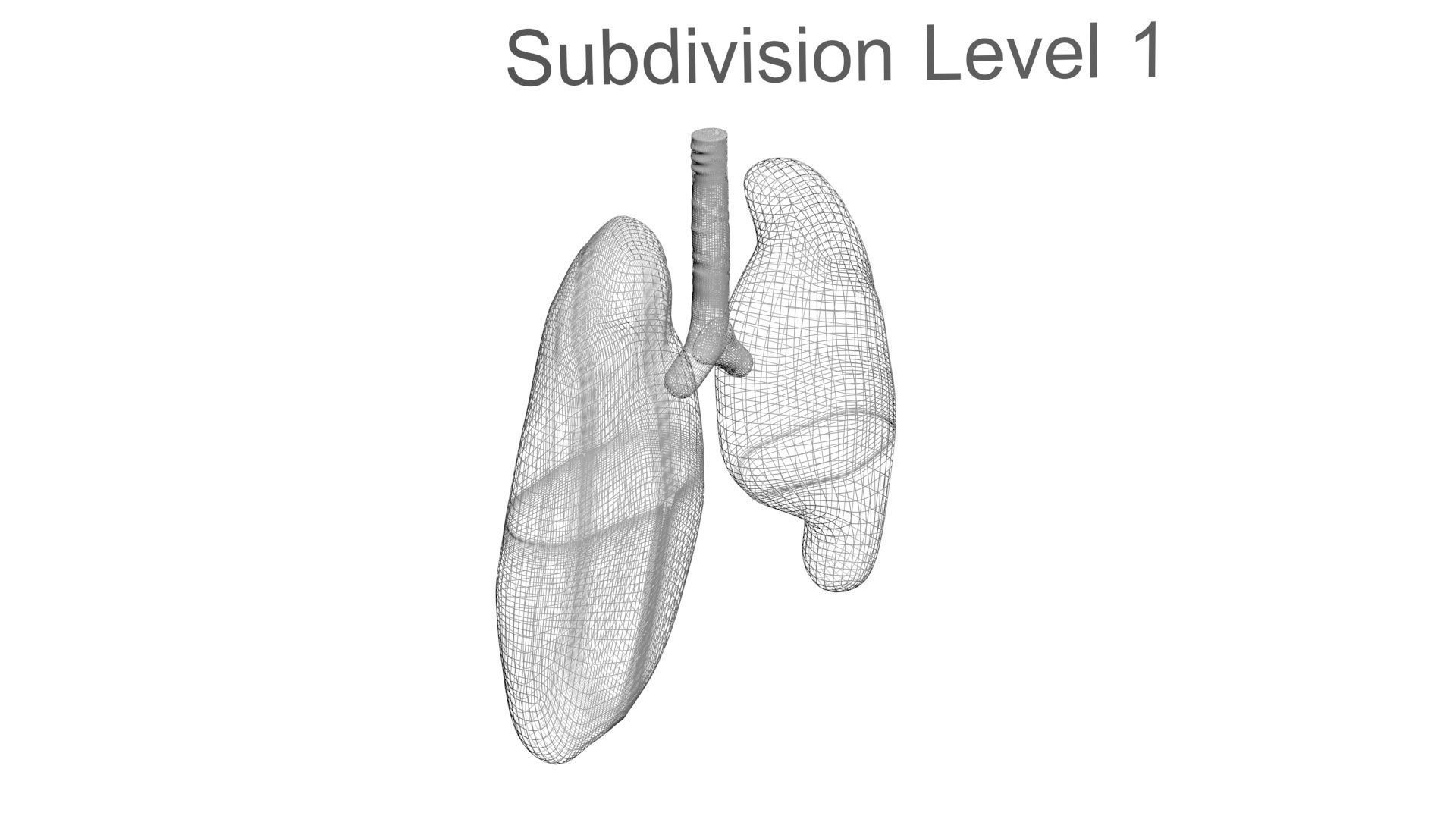 Lungs 3D model_17