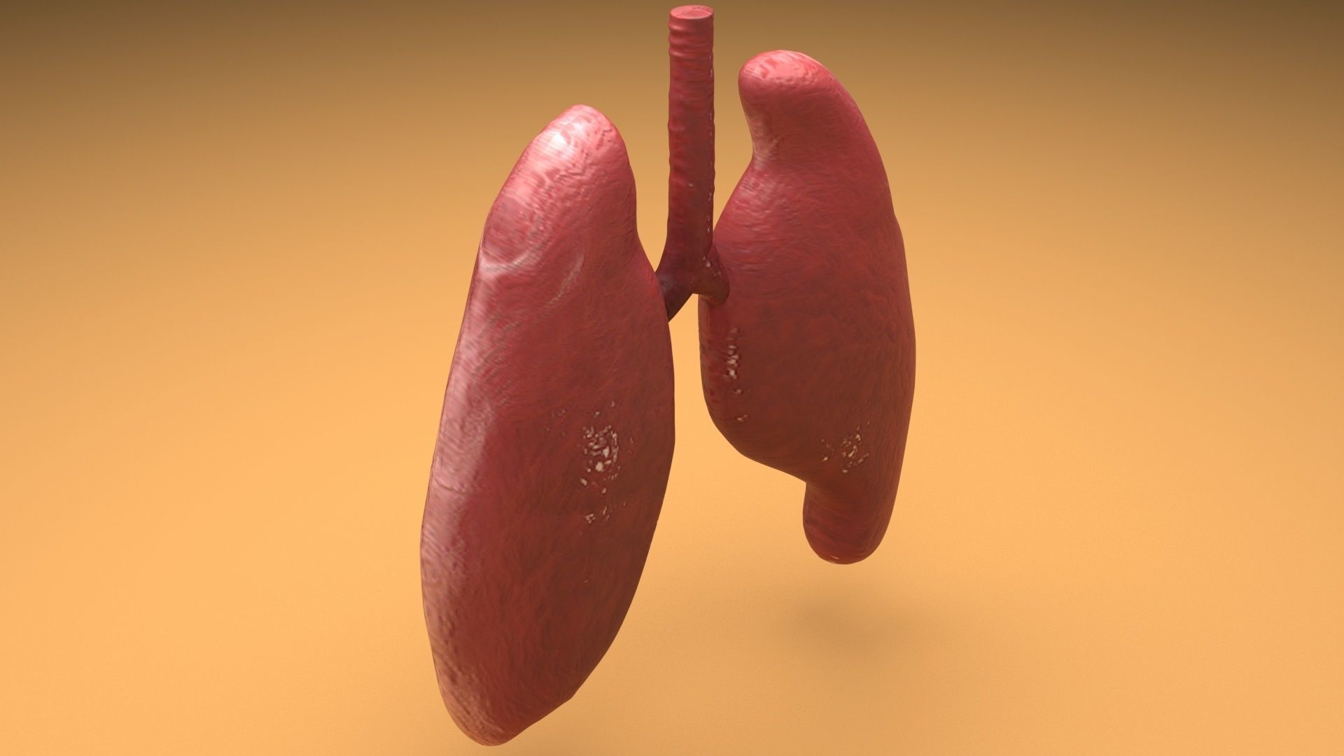 Lungs 3D model_5