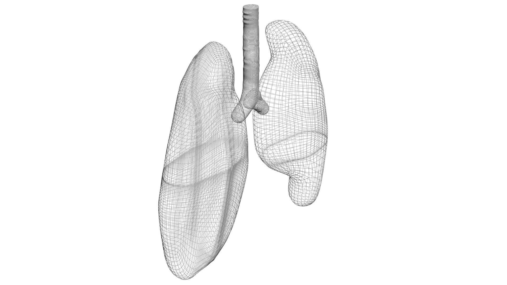 Lungs 3D model_12