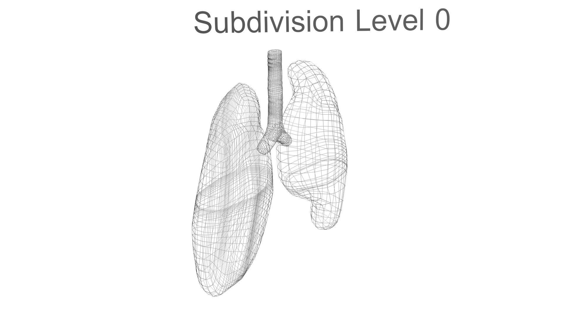 Lungs 3D model_18