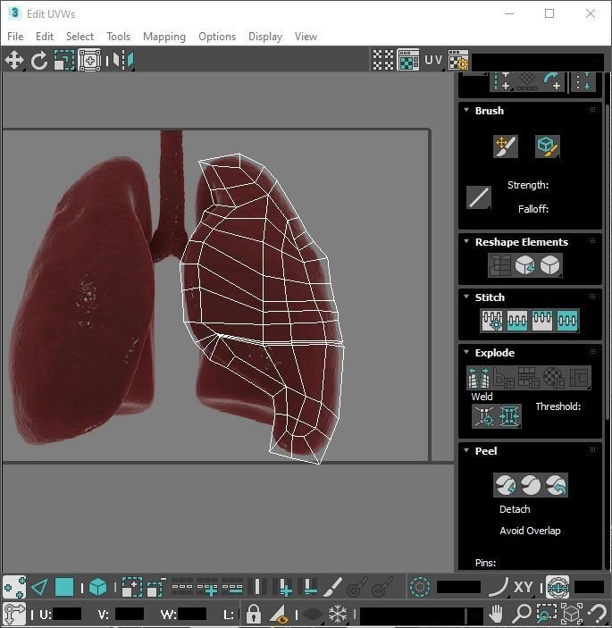 Lungs 3D model_20