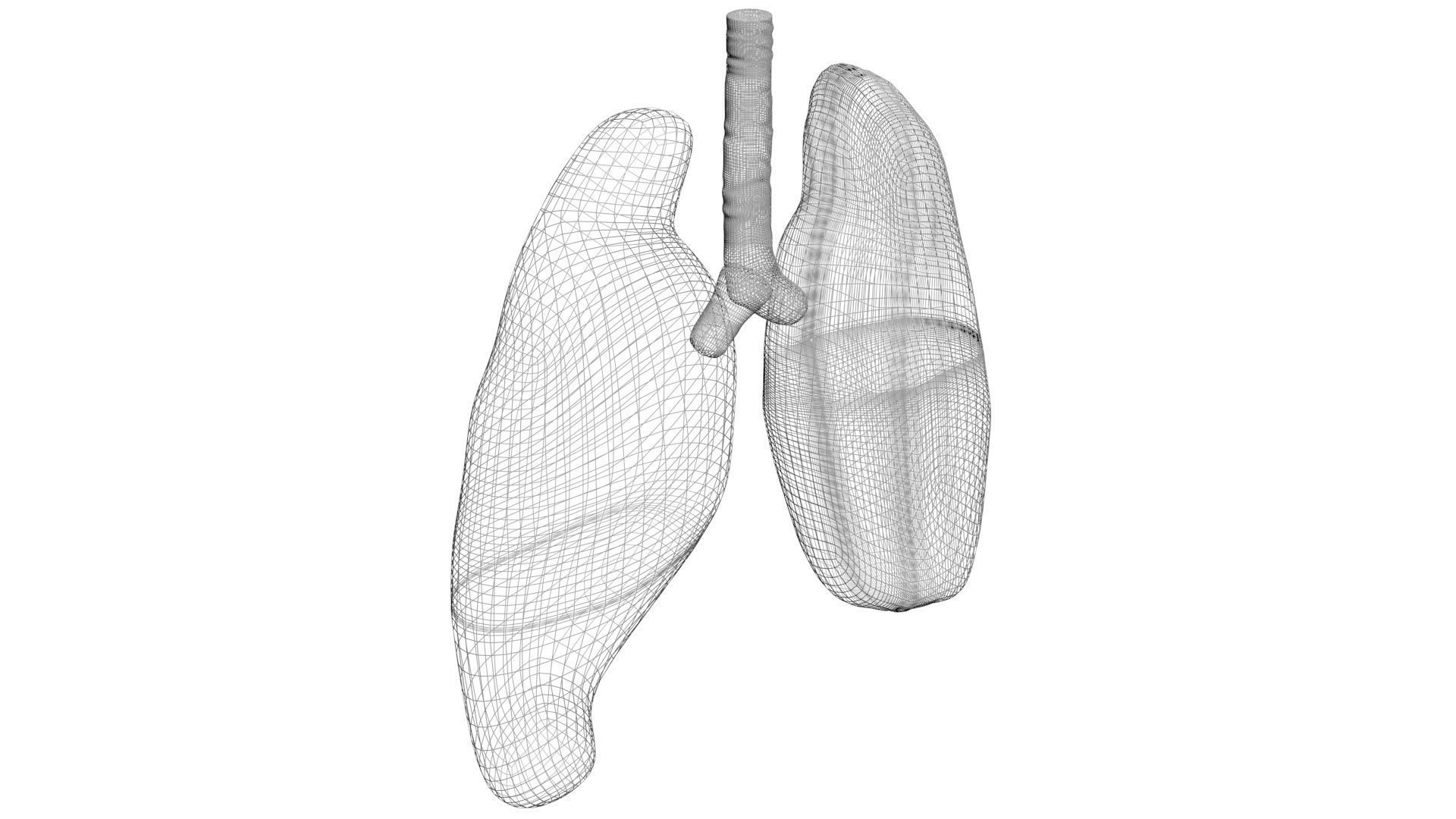 Lungs 3D model_14