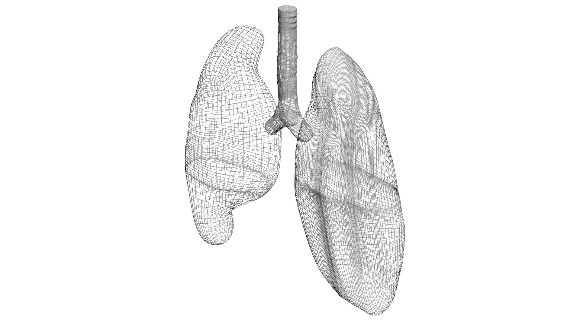 Lungs 3D model_15
