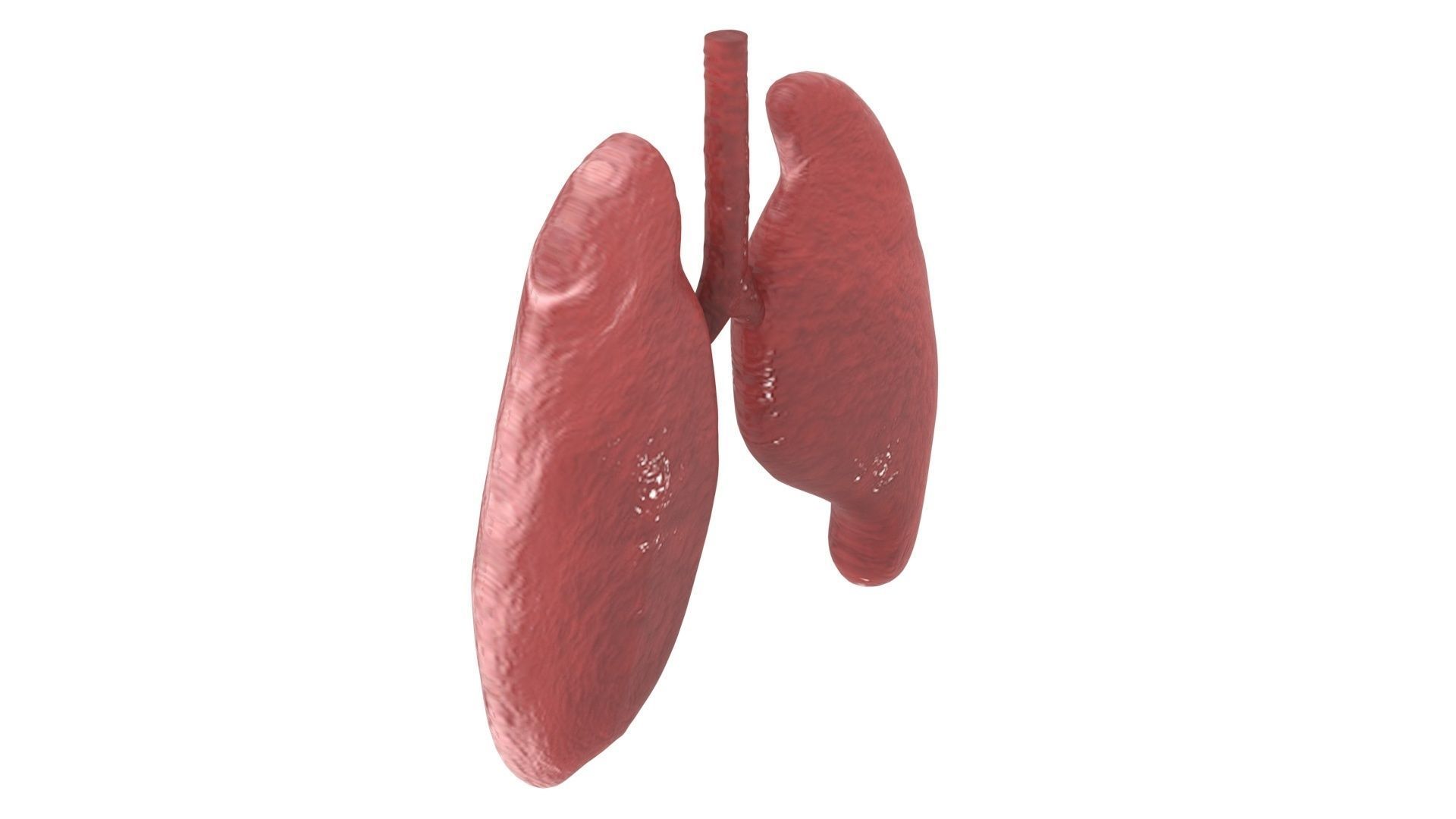 Lungs 3D model_7