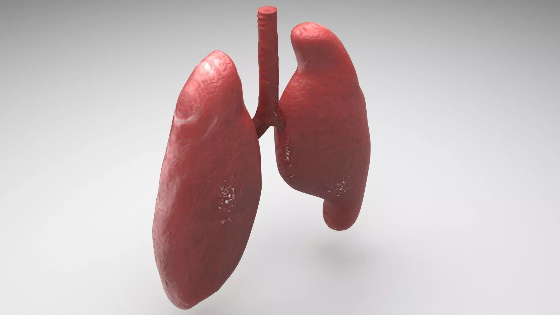 Lungs 3D model_0