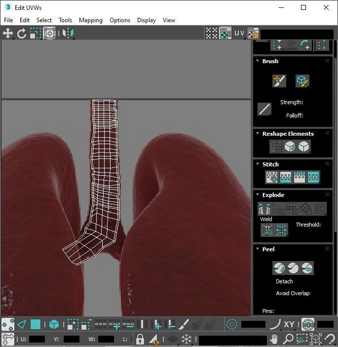 Lungs 3D model_21