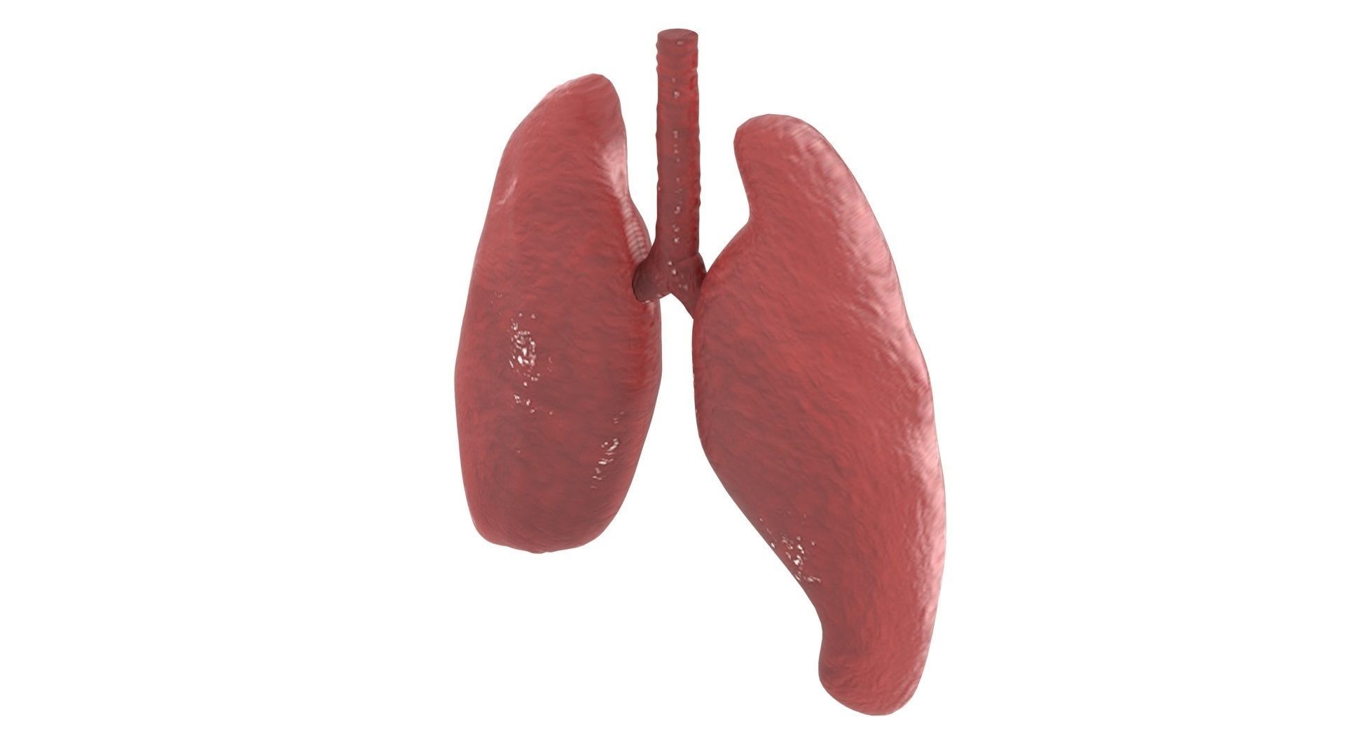 Lungs 3D model_8
