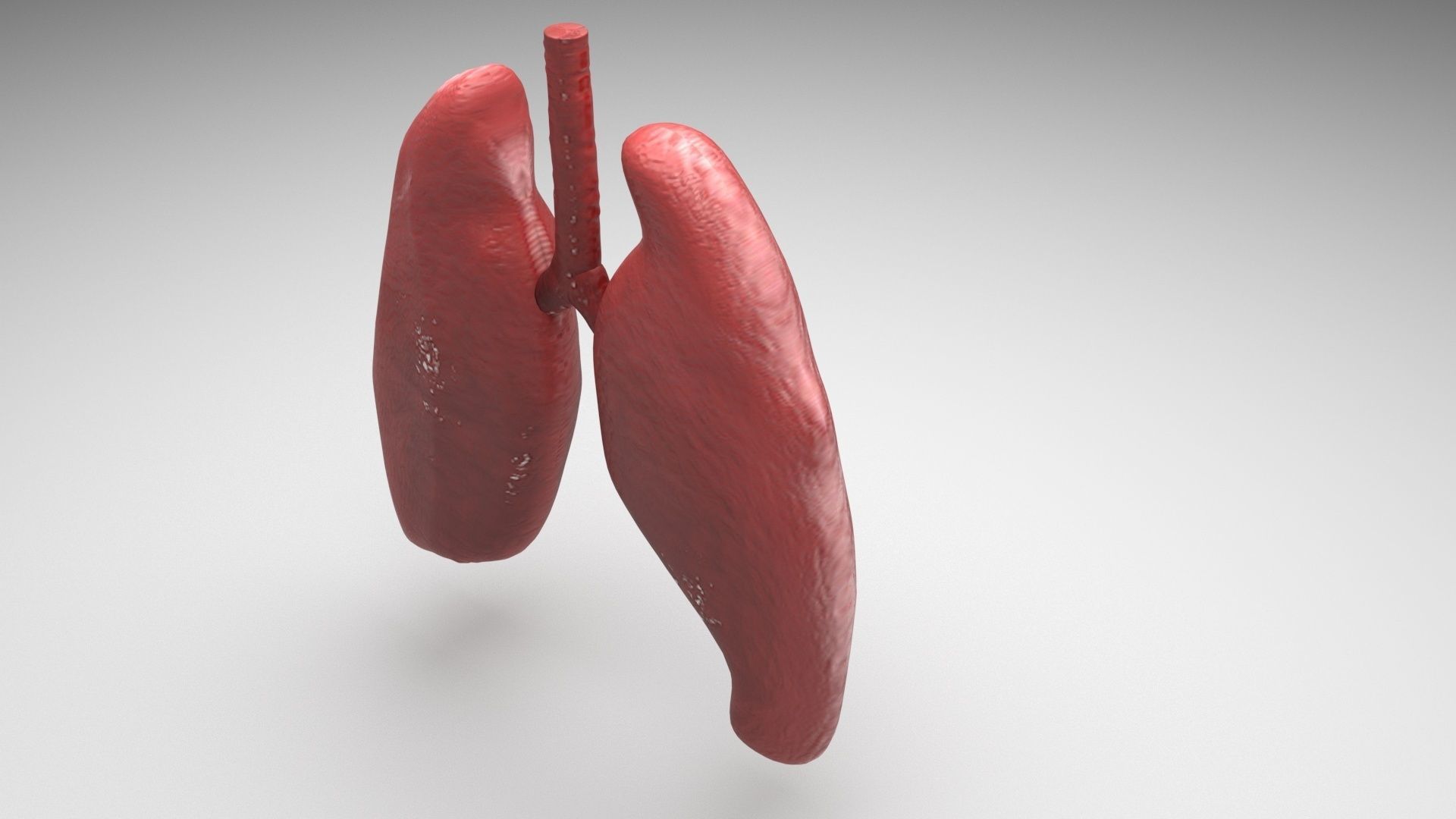 Lungs 3D model_1