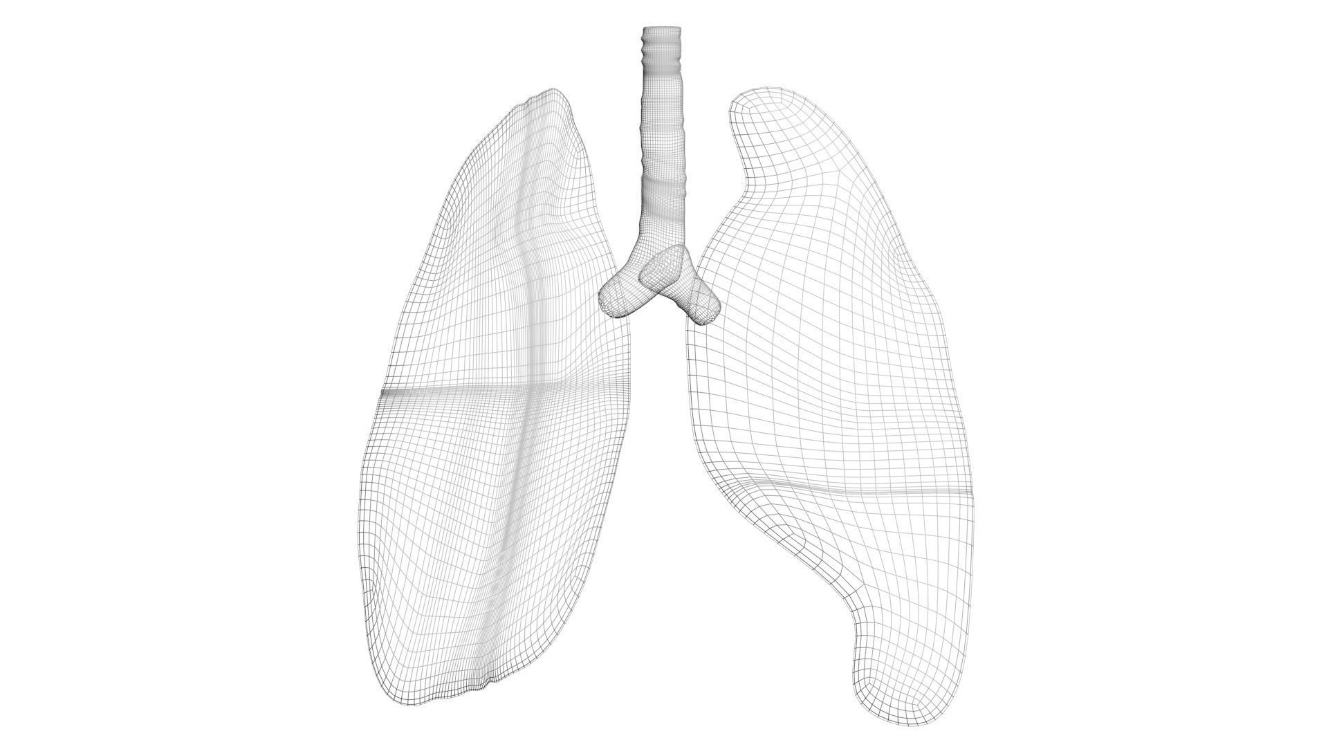 Lungs 3D model_16